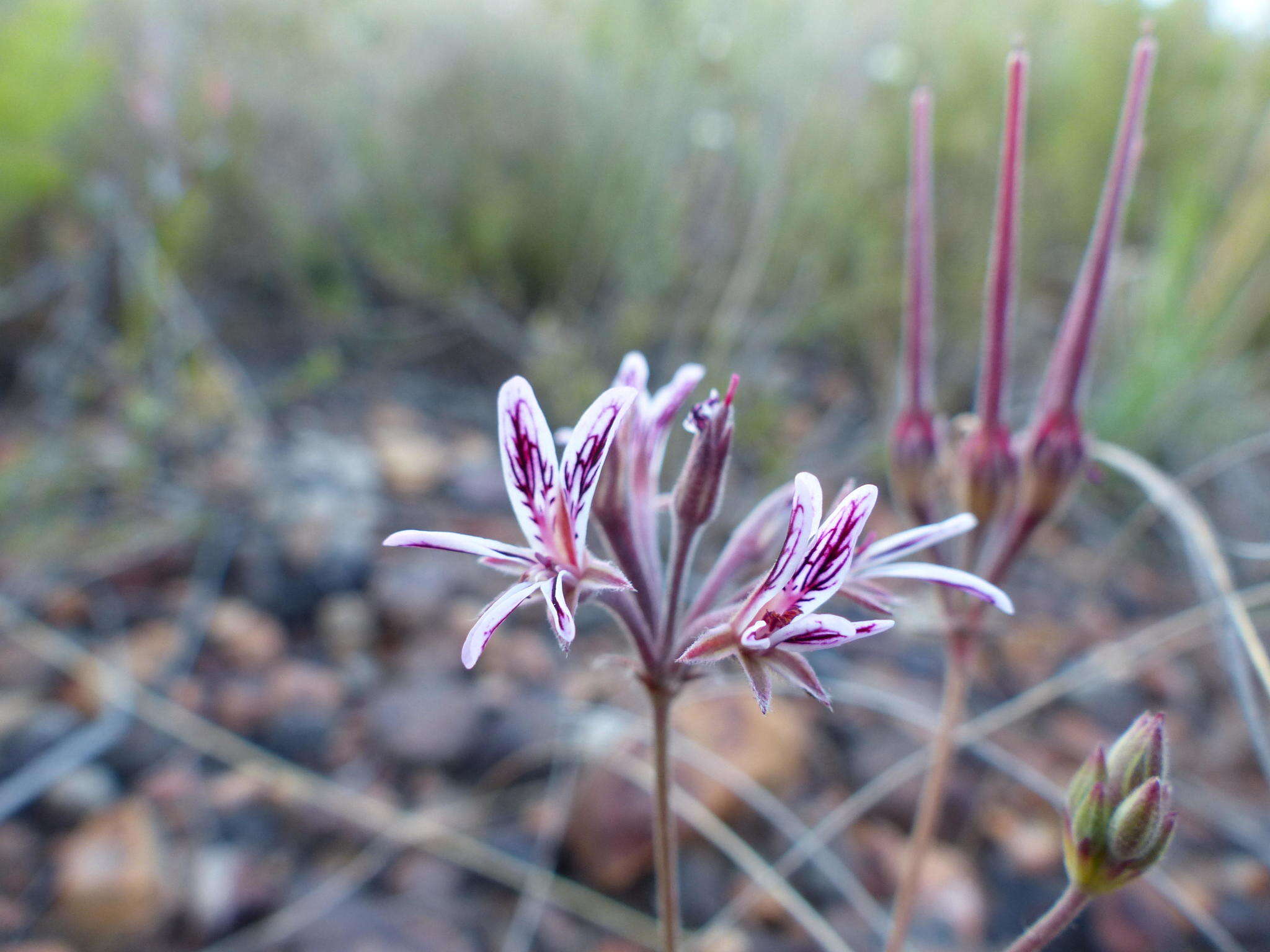 Image of Pelargonium caledonicum L. Bolus