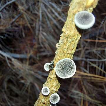 Image of Resupinatus vinosolividus (Segedin) J. A. Cooper 2012