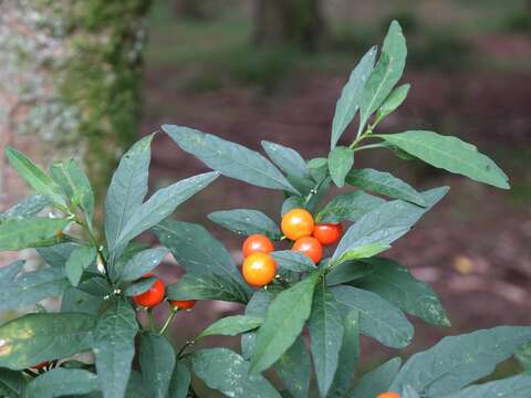 Image of Jerusalem Cherry