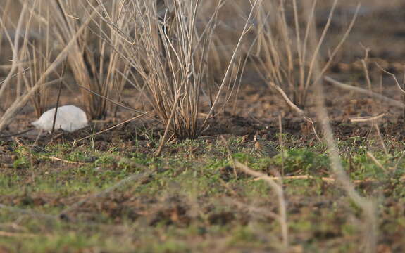 Image of Rain Quail