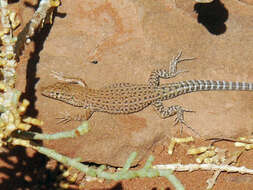 Image of Mount Sinai Lizard