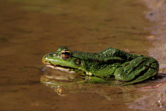 Image of Pool Frog