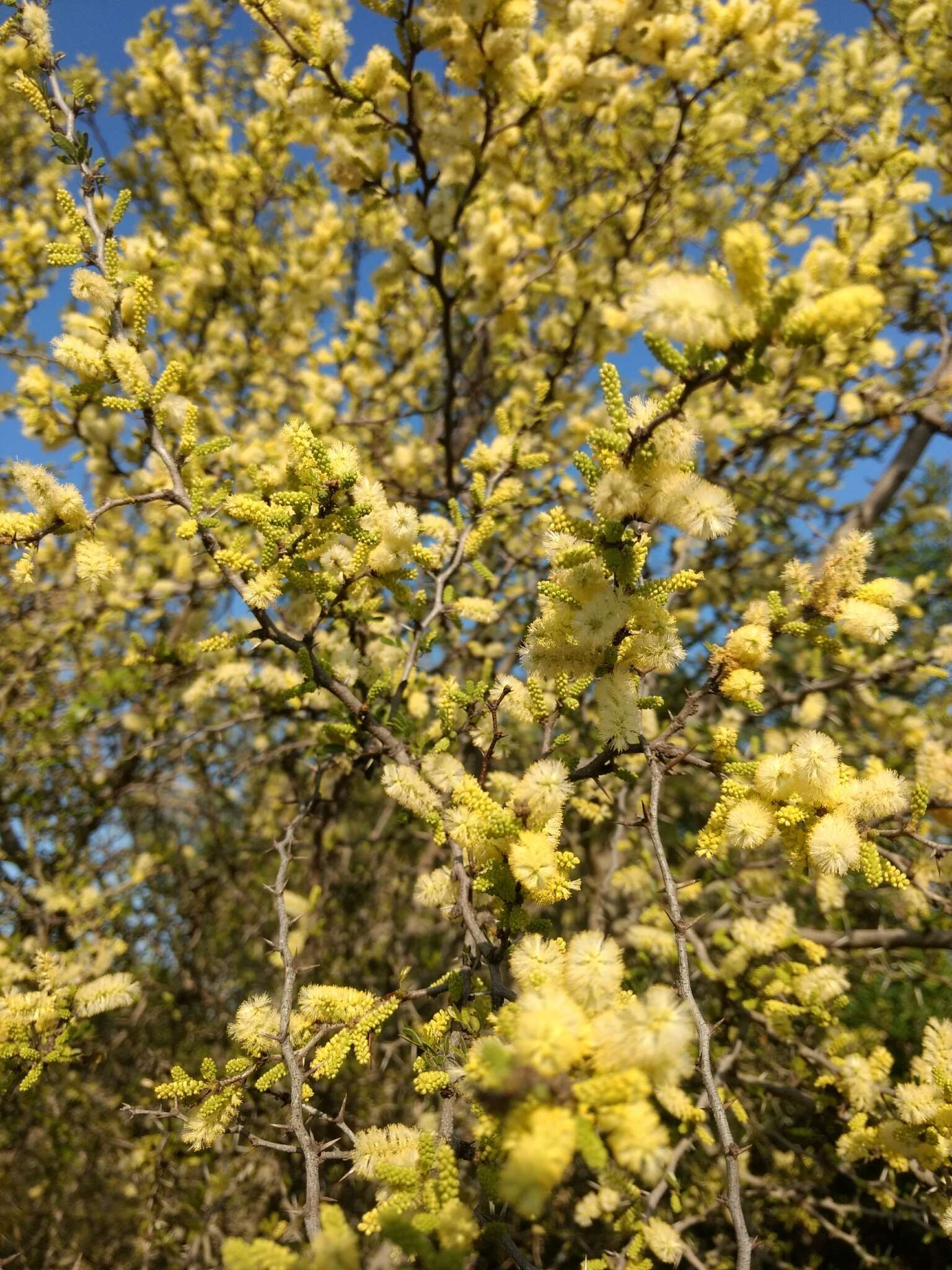 Image of blackbrush acacia