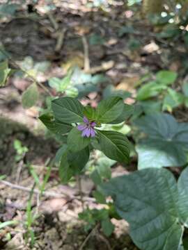 Cuphea strigulosa Kunth的圖片