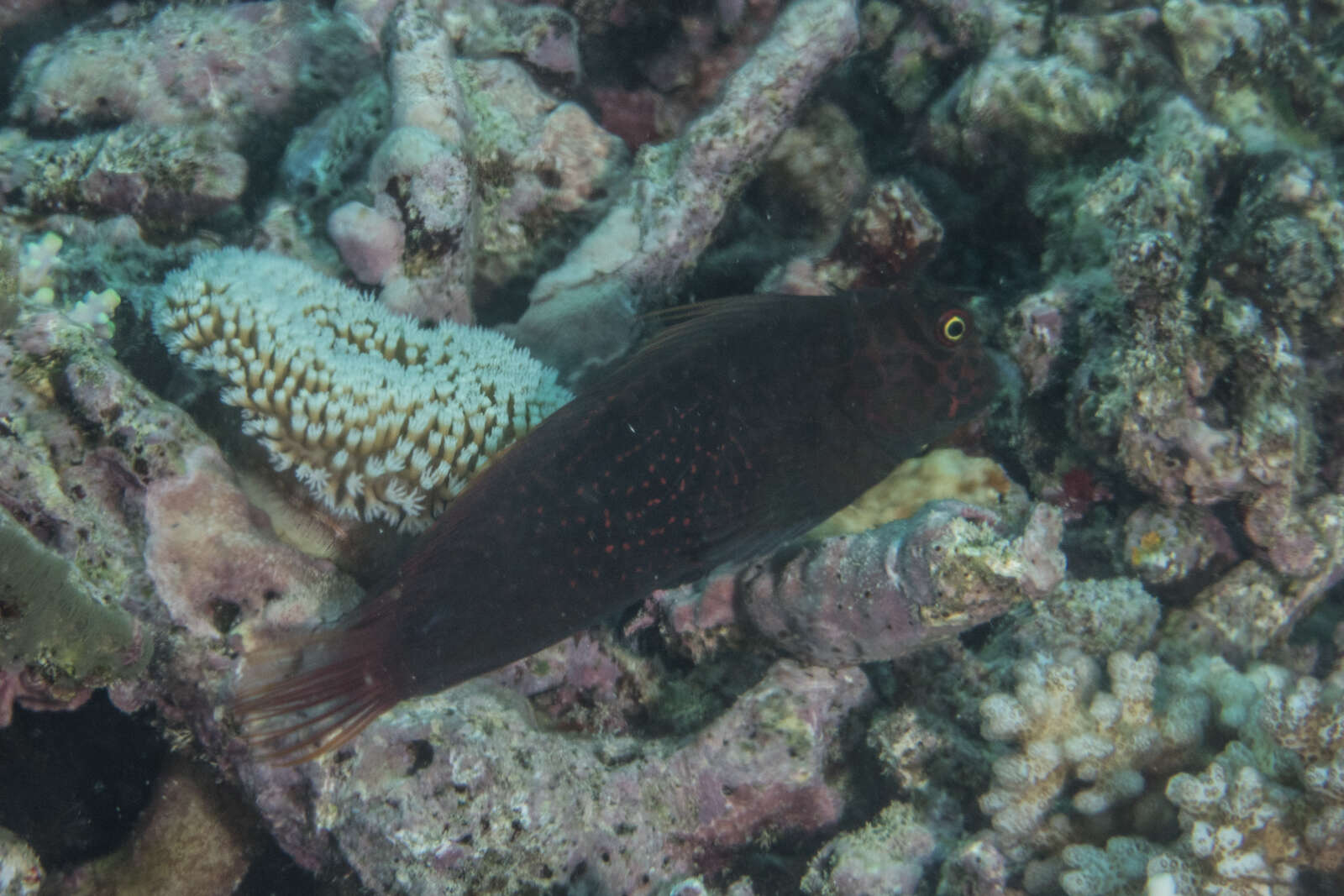 Image of Red-streaked Blenny