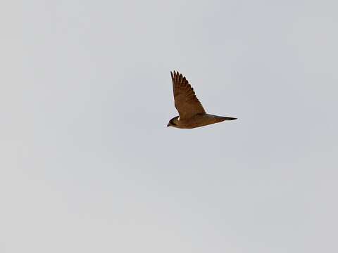 Image of Falco peregrinus pelegrinoides Temminck 1829