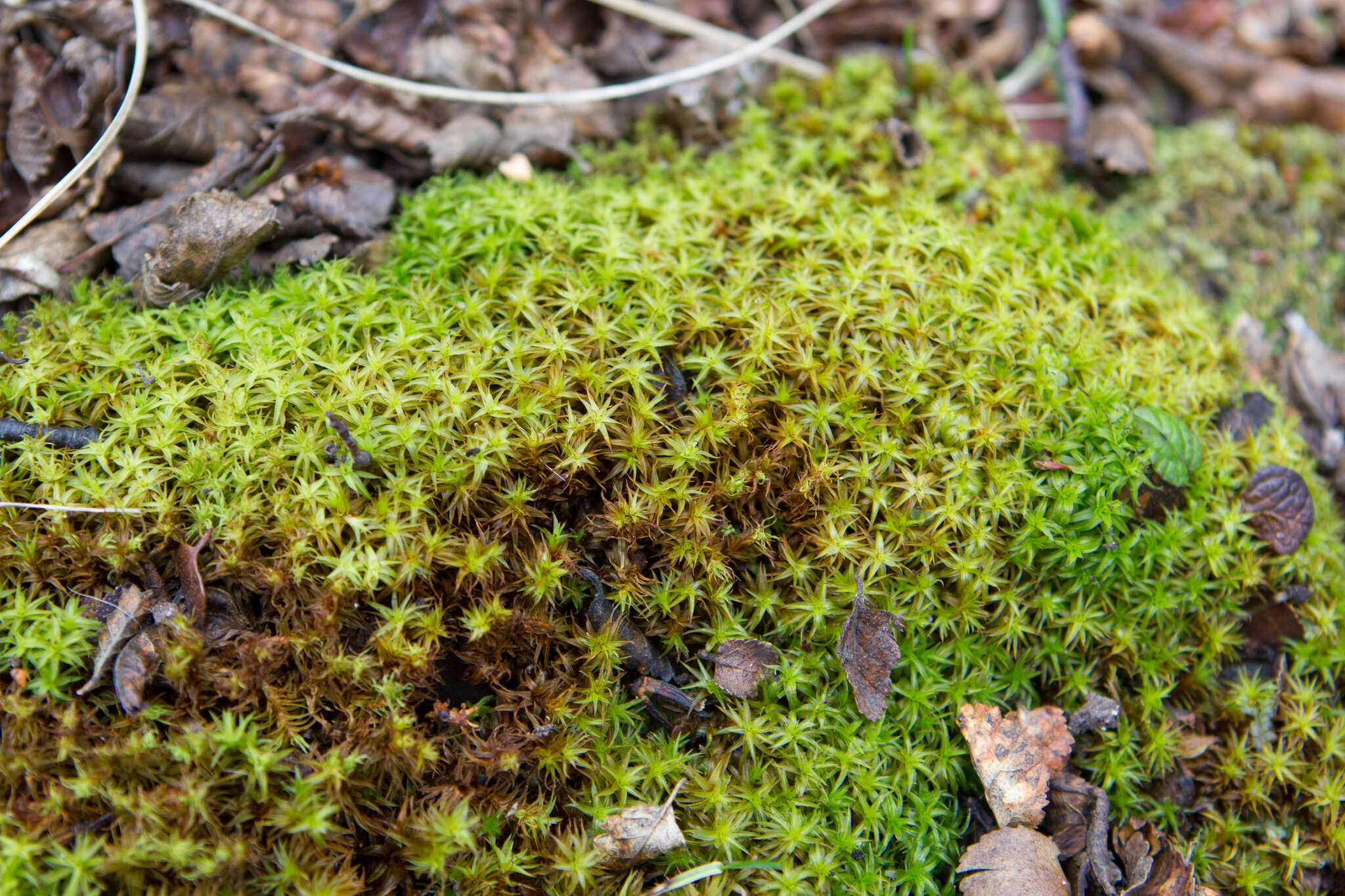 Image of Syntrichia robusta Zander 1993