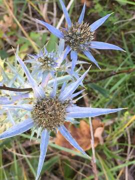 Eryngium amethystinum L. resmi