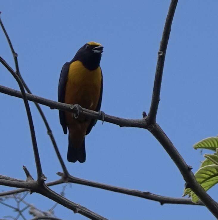 Image of Finsch's Euphonia