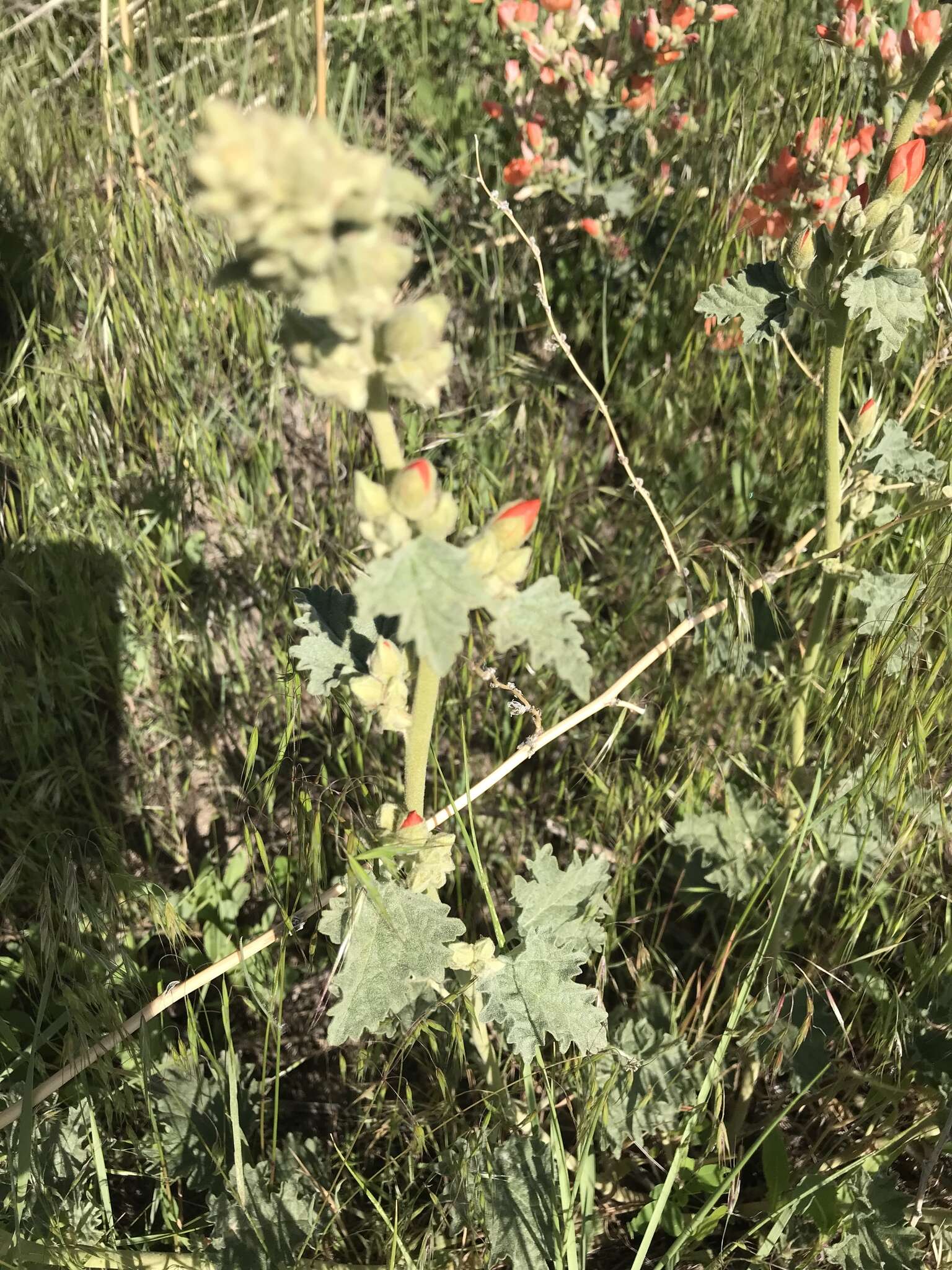 Image of Munro's globemallow