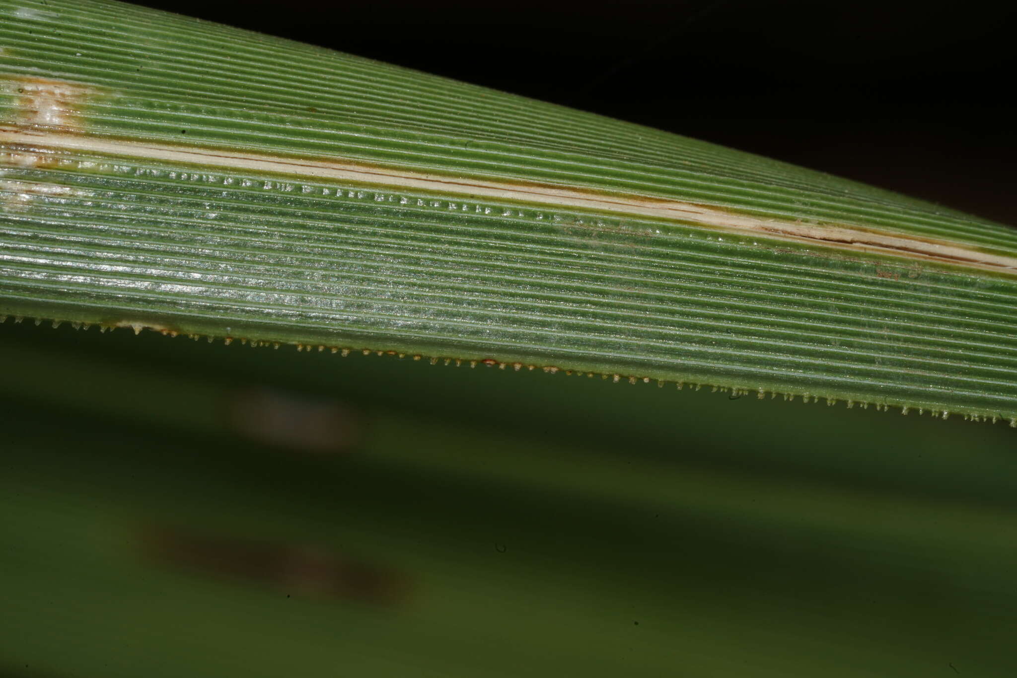 Image of foothill beargrass