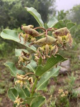 Image of Pachycarpus appendiculatus E. Mey.