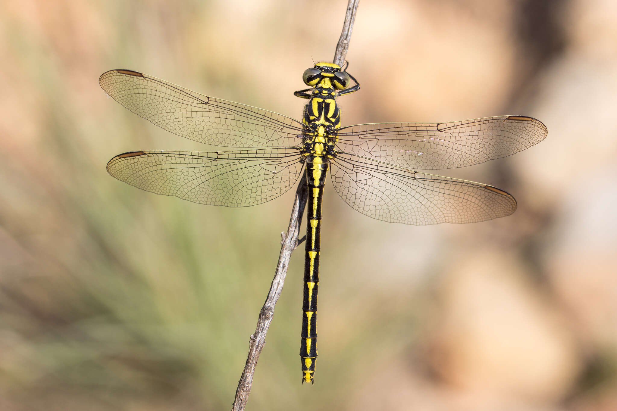 Image of Pronged Clubtail