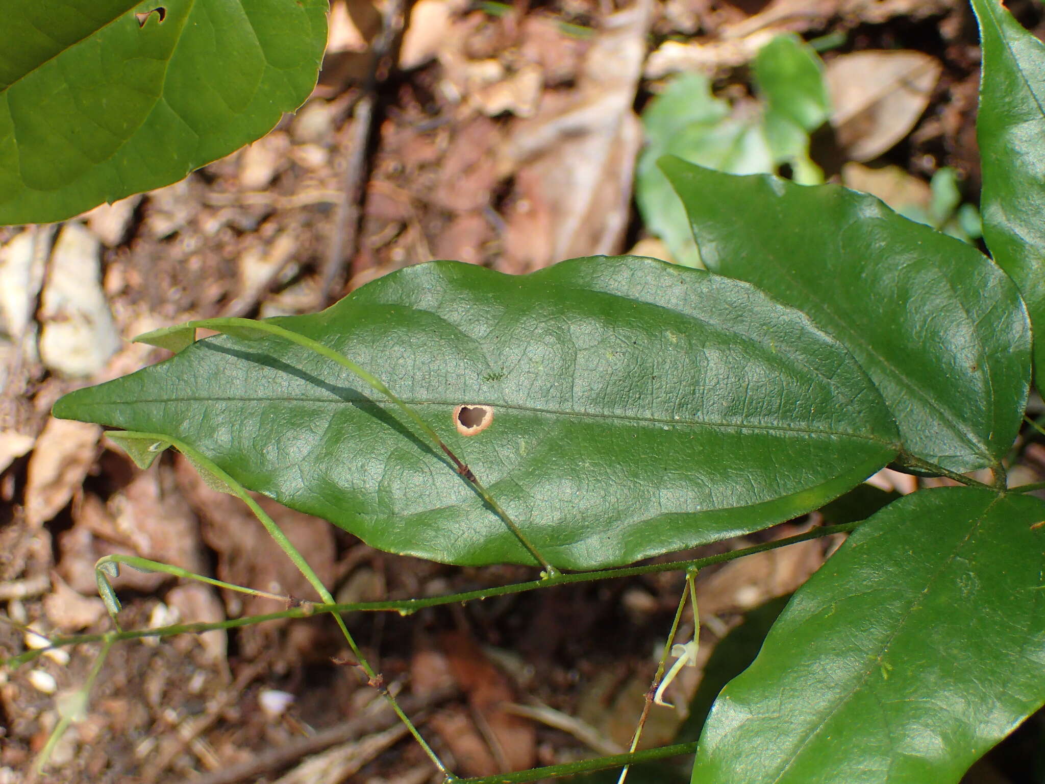 Plancia ëd Hylodesmum leptopus (Benth.) H. Ohashi & R. R. Mill