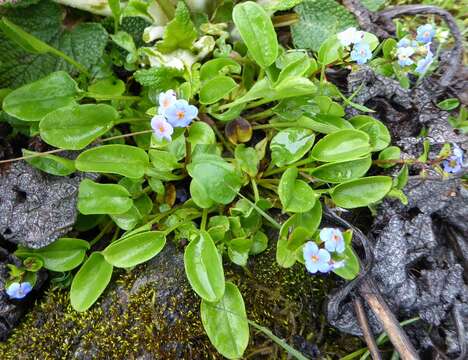 Imagem de Trigonotis ovalifolia (Wall. ex DC.) Benth. ex C. B. Cl.