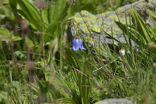 Image of Bearded Bellflower