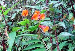 Image of Bomarea acutifolia (Link & Otto) Herb.