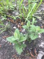 Image of rough boneset