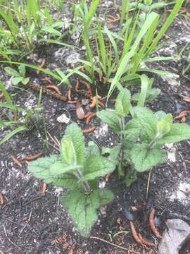 Image of rough boneset