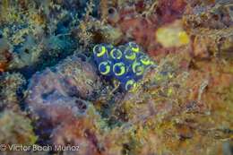 Image of painted tunicate