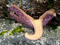 Image of ochre sea star