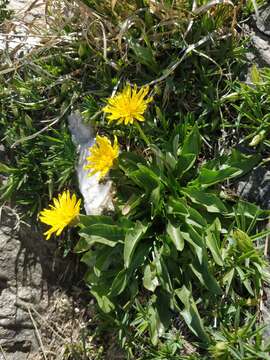 Image of Taraxacum stevenii (Spreng.) DC.