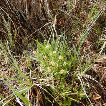 Image of Fernald's yellowcress
