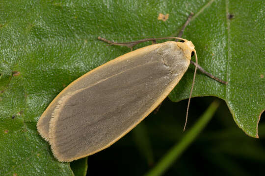 Image of dingy footman