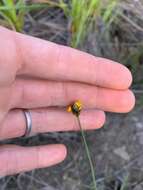 Image of Hawai'i yelloweyed grass