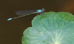 Sivun Oxyagrion ablutum (Calvert 1909) kuva