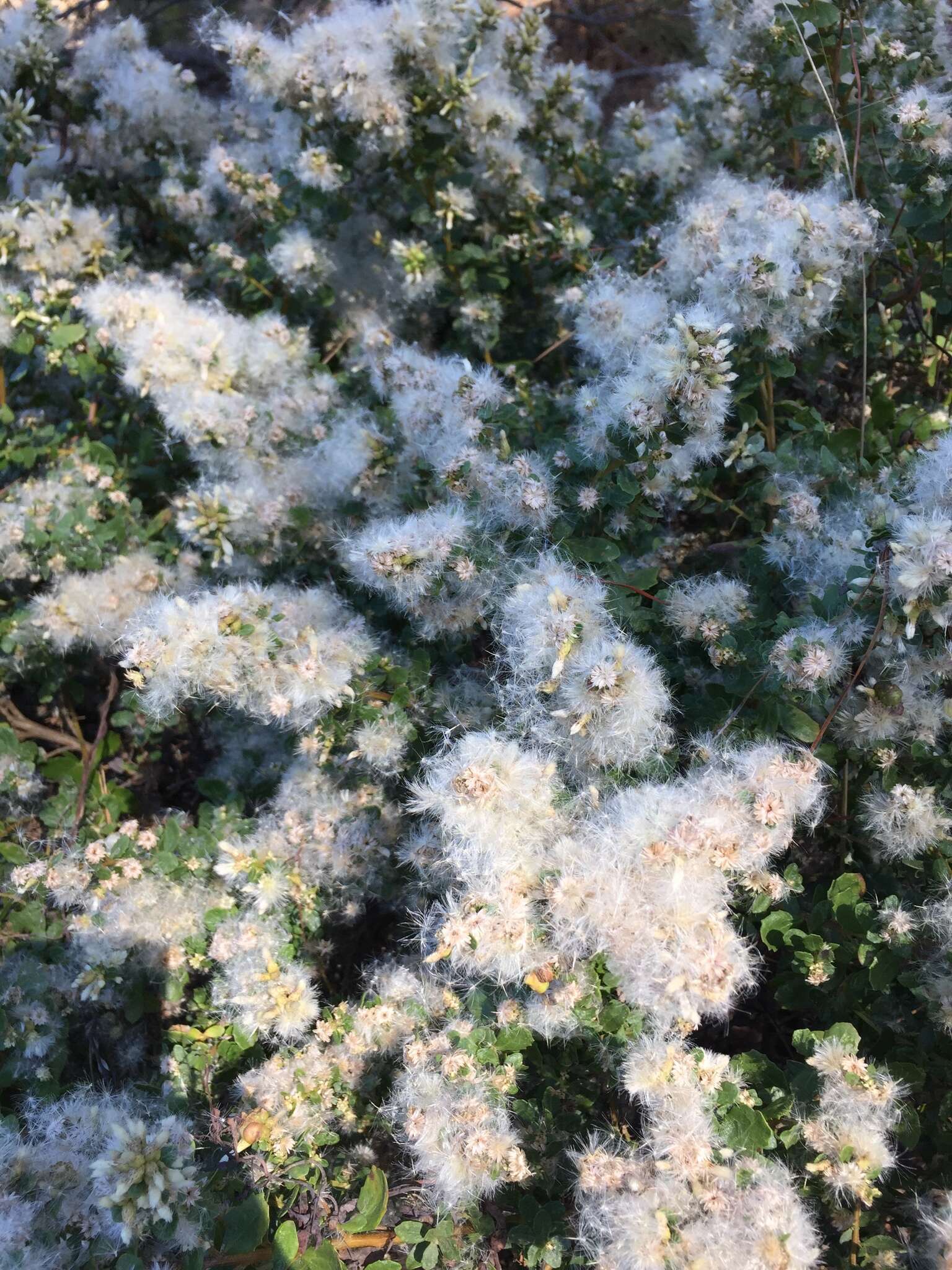 Image of Baccharis pilularis subsp. consanguinea (DC.) C. B. Wolf