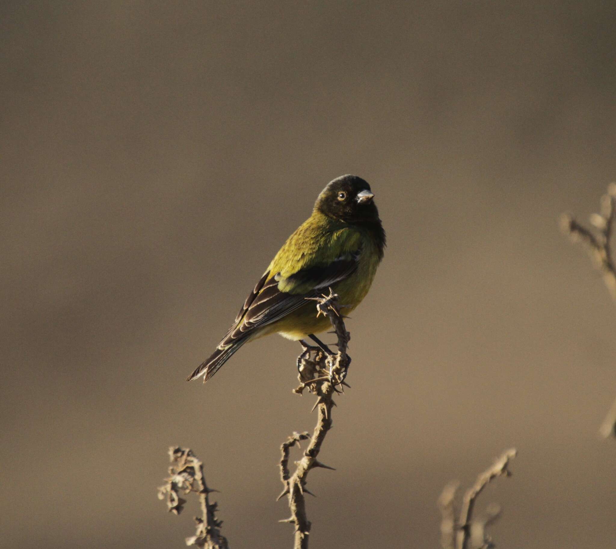 Image of Abyssinian Siskin