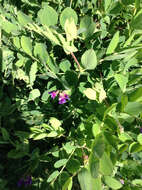 Image of beach pea