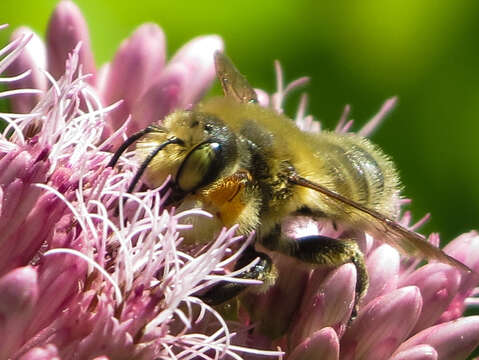 Image of Broad-handed Leaf-cutter Bee