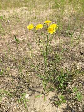 Image of narrowleaf hawksbeard