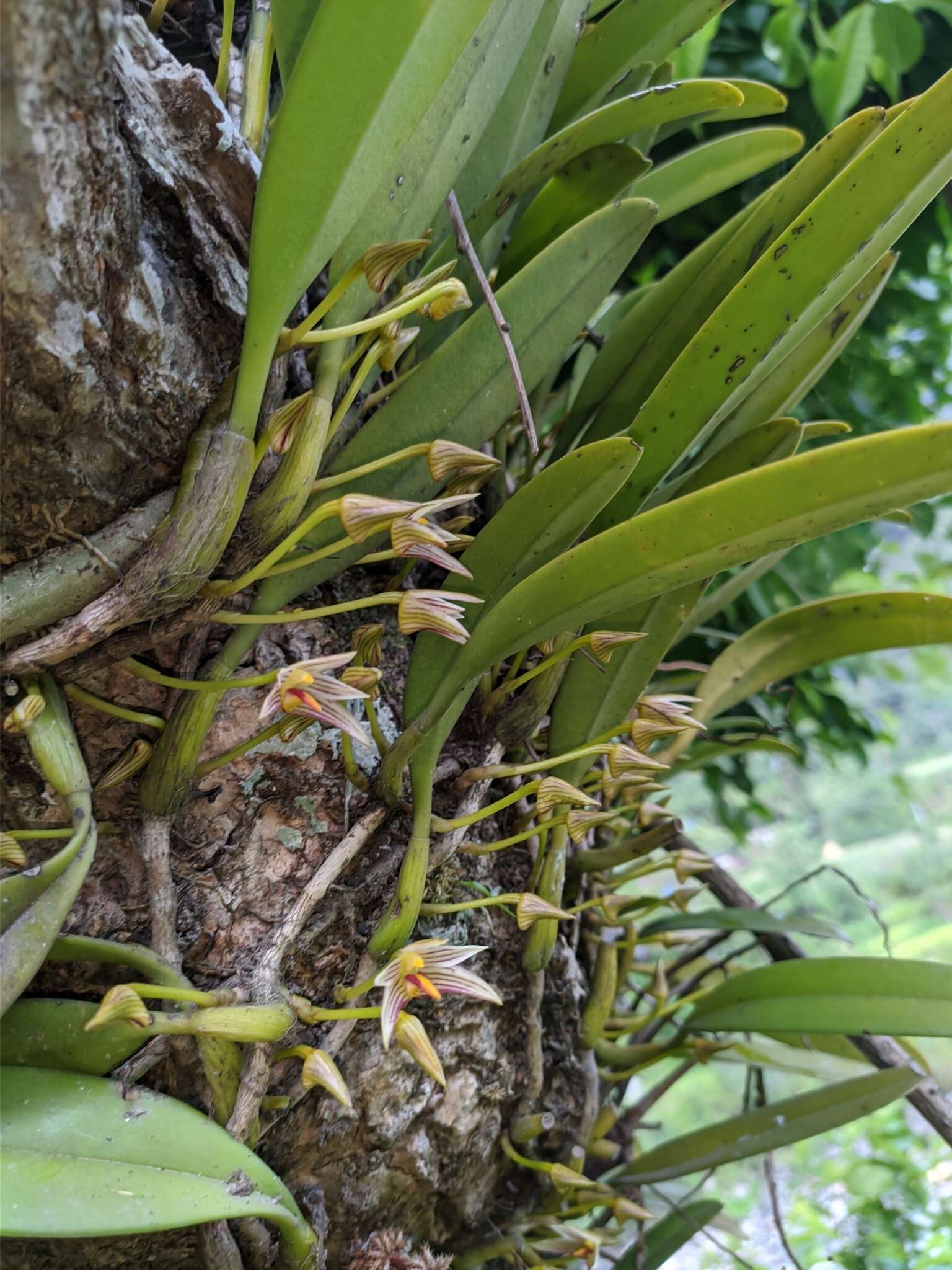 Image of Bulbophyllum affine Wall. ex Lindl.