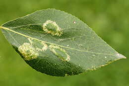 صورة Phyllonorycter populifoliella (Treitschke 1833)