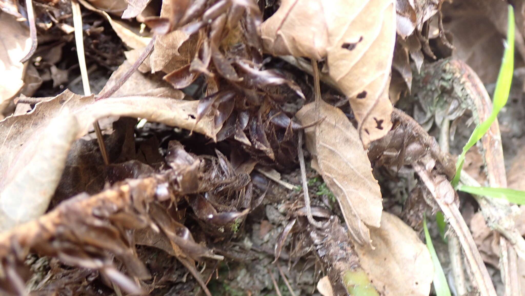 Image of dwarf netvein hollyfern