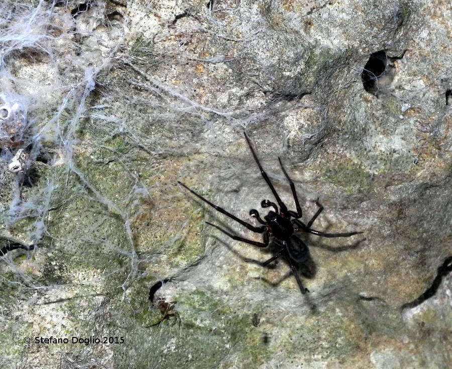 Image of Black lace-weaver