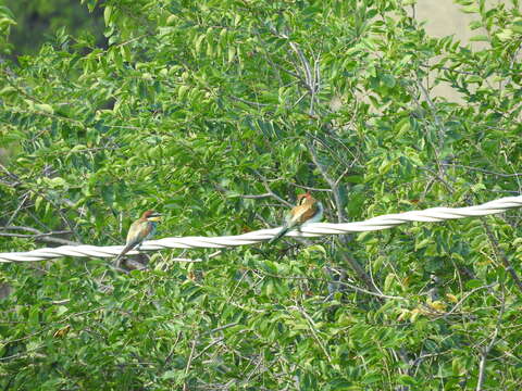 Image of bee-eater, european bee-eater