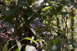 Image of Azulejo