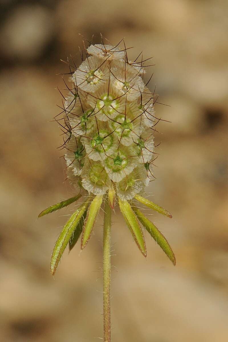 Image of Lomelosia micrantha (Desf.) W. Greuter & Burdet