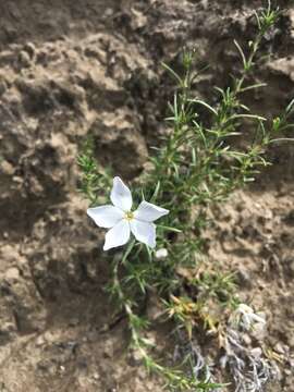 Image of prairie phlox