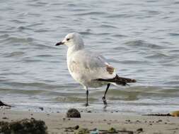 Image of Relict Gull