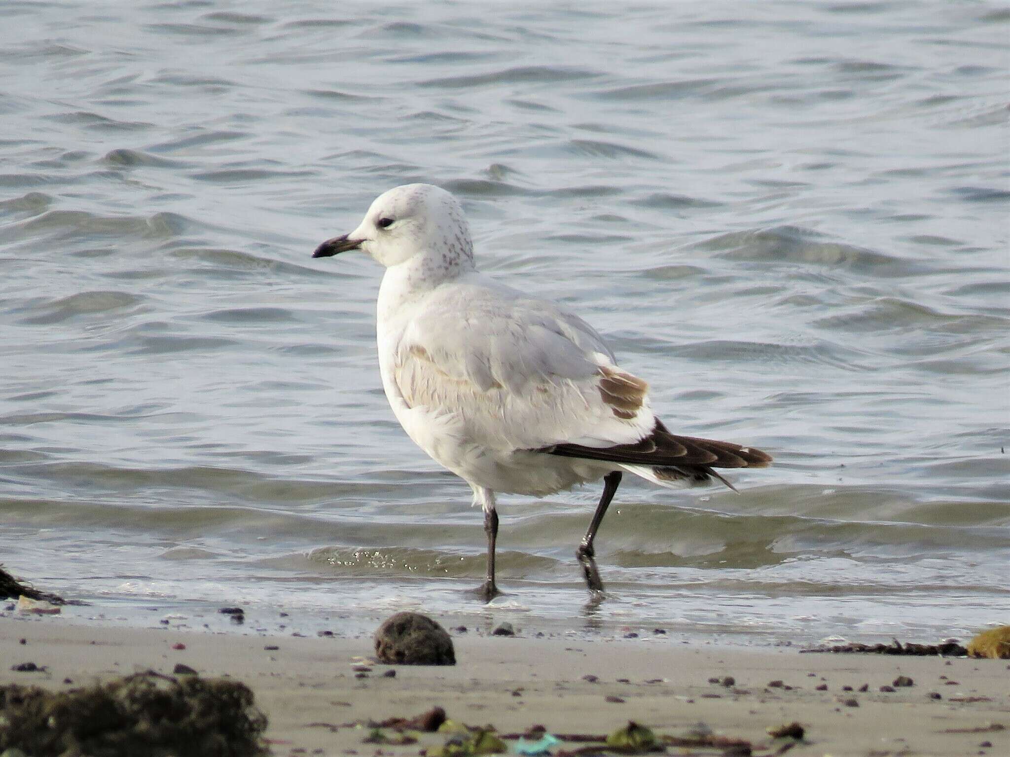 Image of Relict Gull