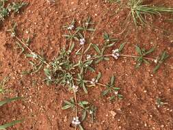 Imagem de Gisekia africana var. africana