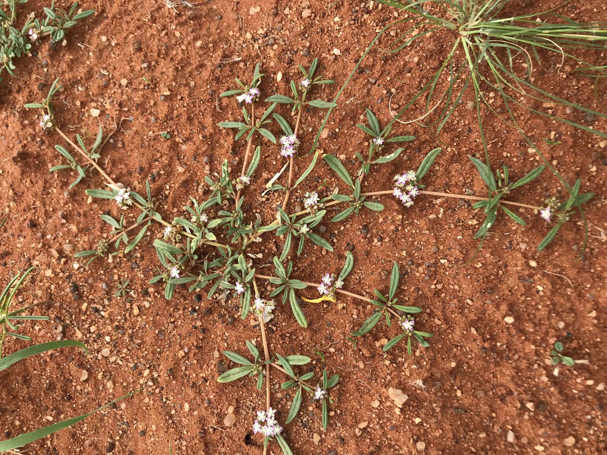 Image of Gisekia africana var. africana