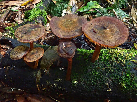 Image of Heimiomyces atrofulvus (G. Stev.) E. Horak 1971