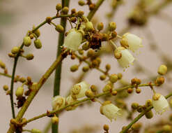 Image de Manniophyton fulvum Müll. Arg.