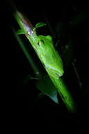 Image of Taipei tree frog